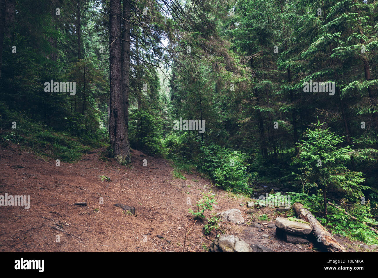 summer landscape pine forest in the Carpathians Stock Photo - Alamy