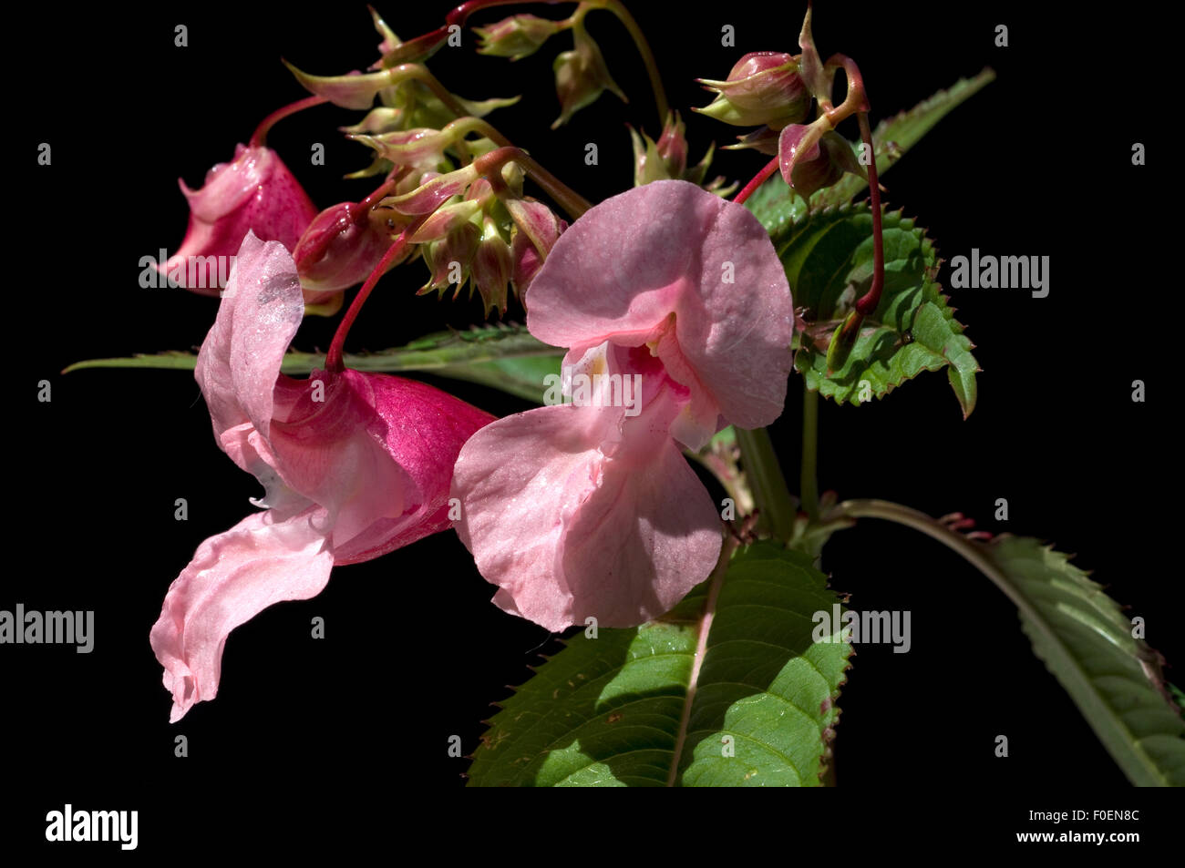Druesiges Springkraut; Impatiens, glandulifera; Holly; Bachbluetentherapie; Stock Photo