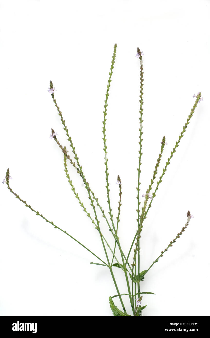 Eisenkraut, Verbene, officinalis, Vervain, Heilpflanzen, Stock Photo