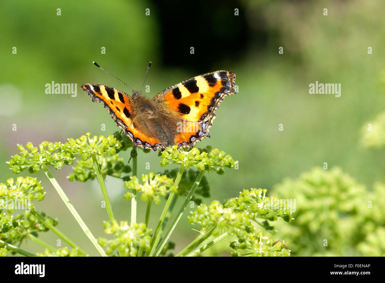 Kleiner; Fuchs; Aglais; urticae; Schmetterling; Engelwurz Stock Photo