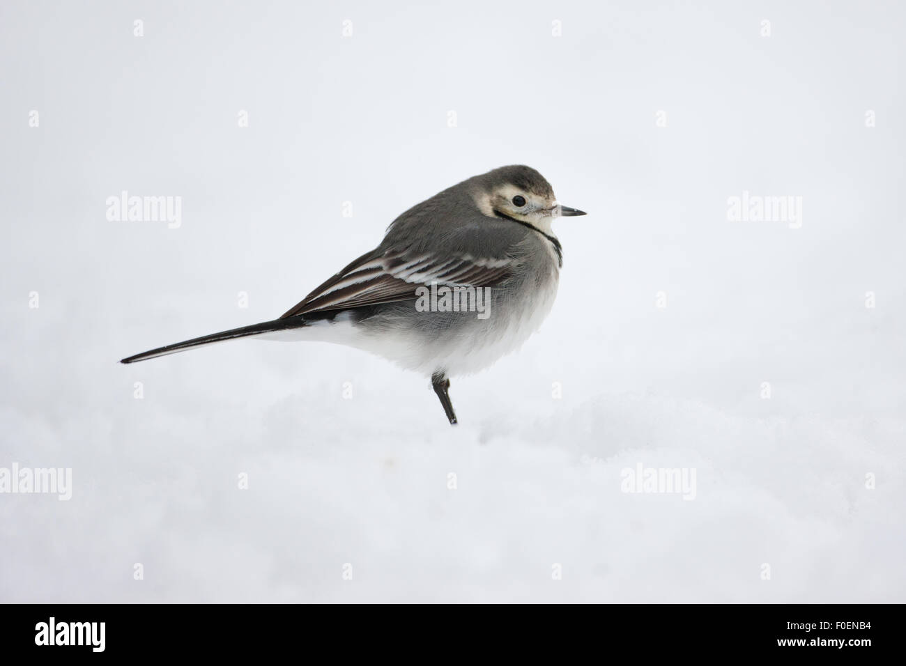 A pied wagtail in the snow Stock Photo