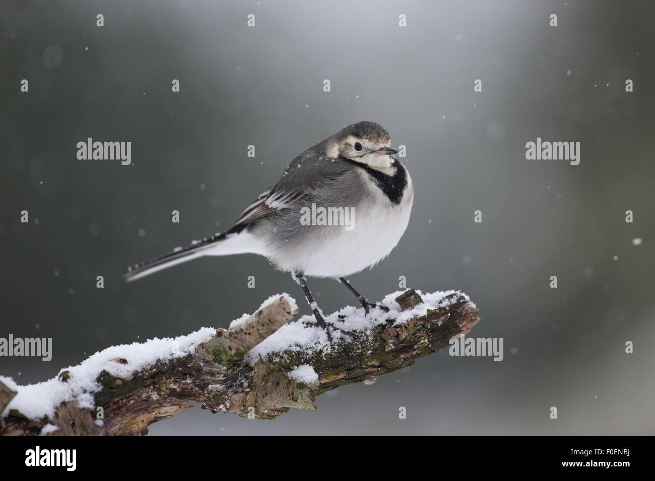 A pied wagtail perched on a branch in the snow Stock Photo