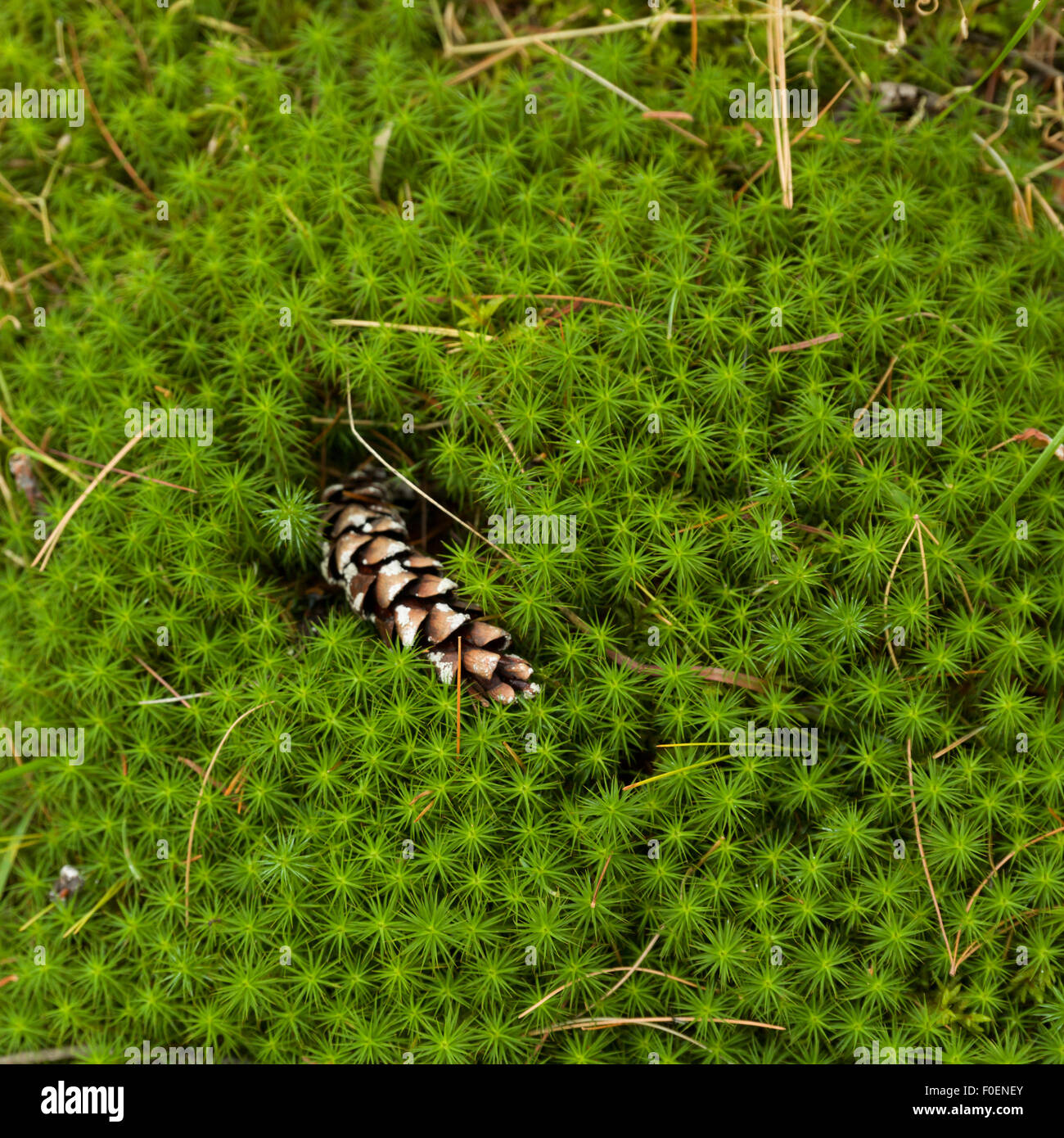 Ontario plant life hires stock photography and images Alamy