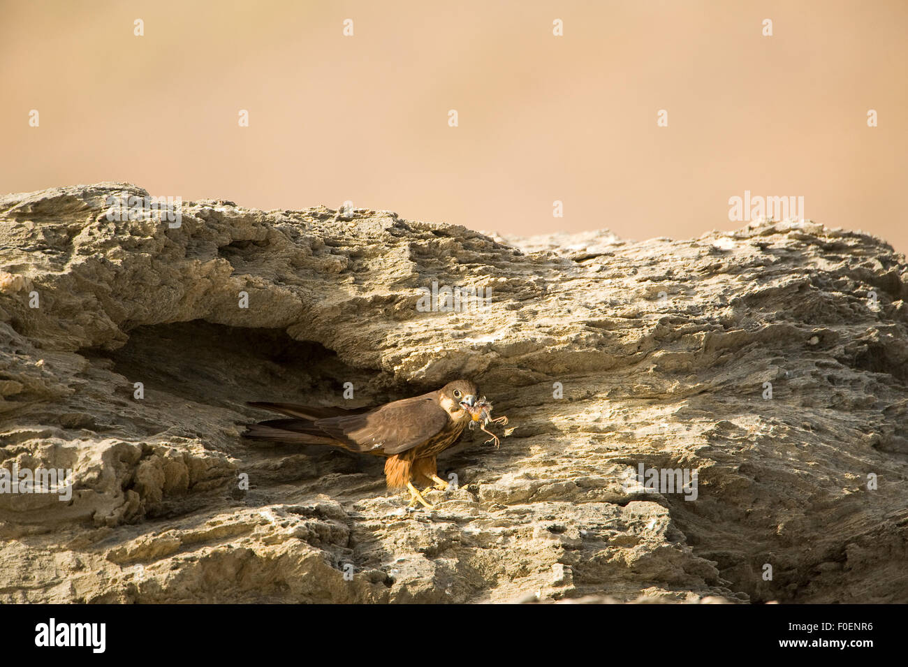 Eleonora's falcon (Falco eleonorae) on rock ledge with prey, Andros, Greece, September 2008 Stock Photo