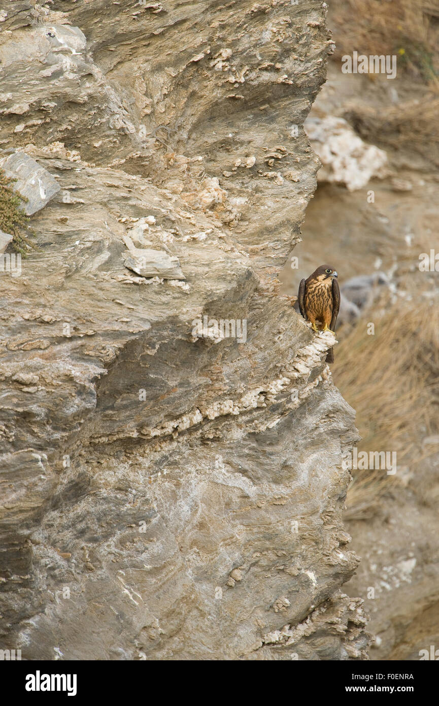 Eleonora's falcon (Falco eleonorae) on rock ledge, Andros, Greece, September 2008 Stock Photo