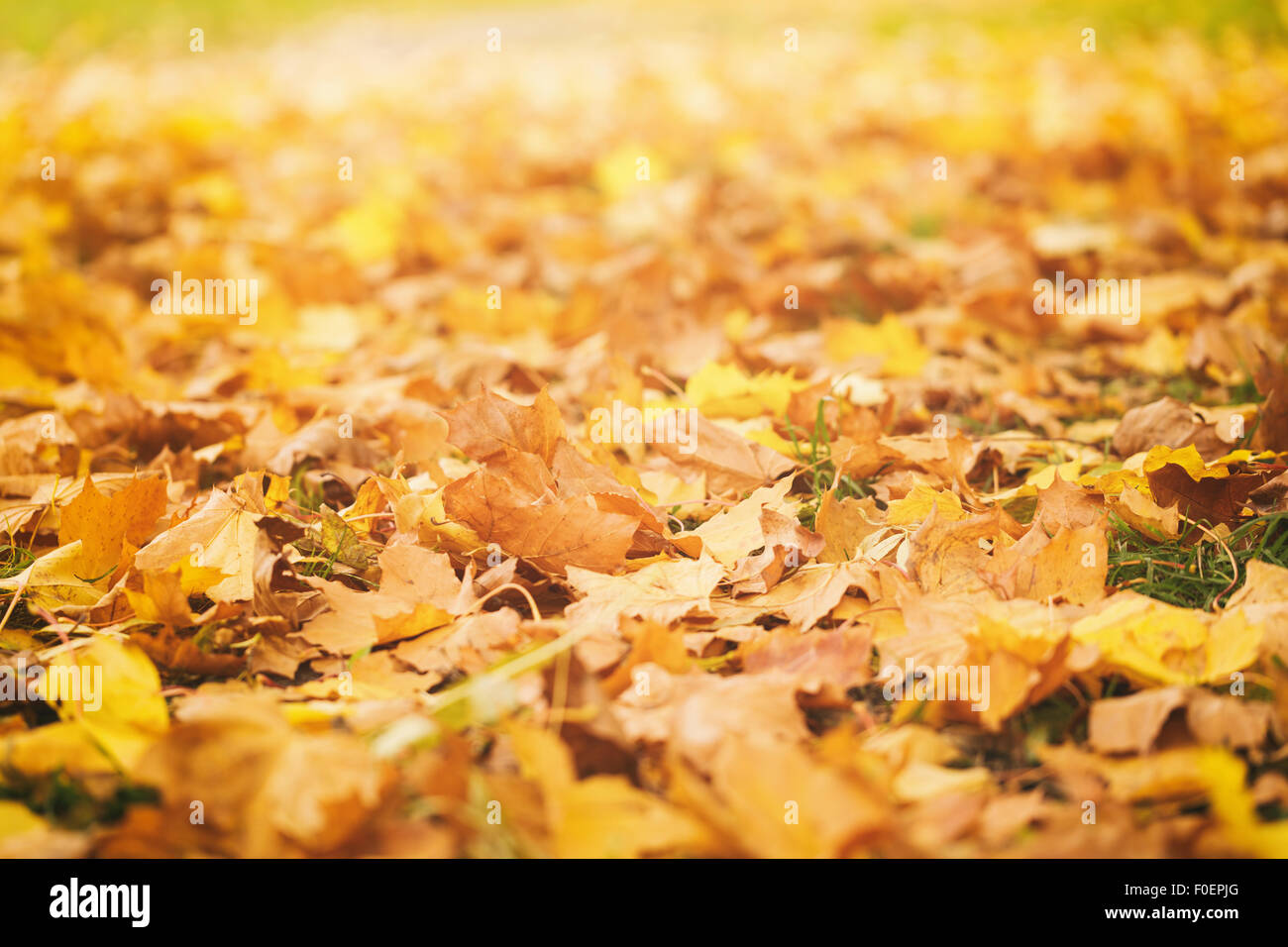 fallen autumn leaves on grass in sunny morning light Stock Photo - Alamy