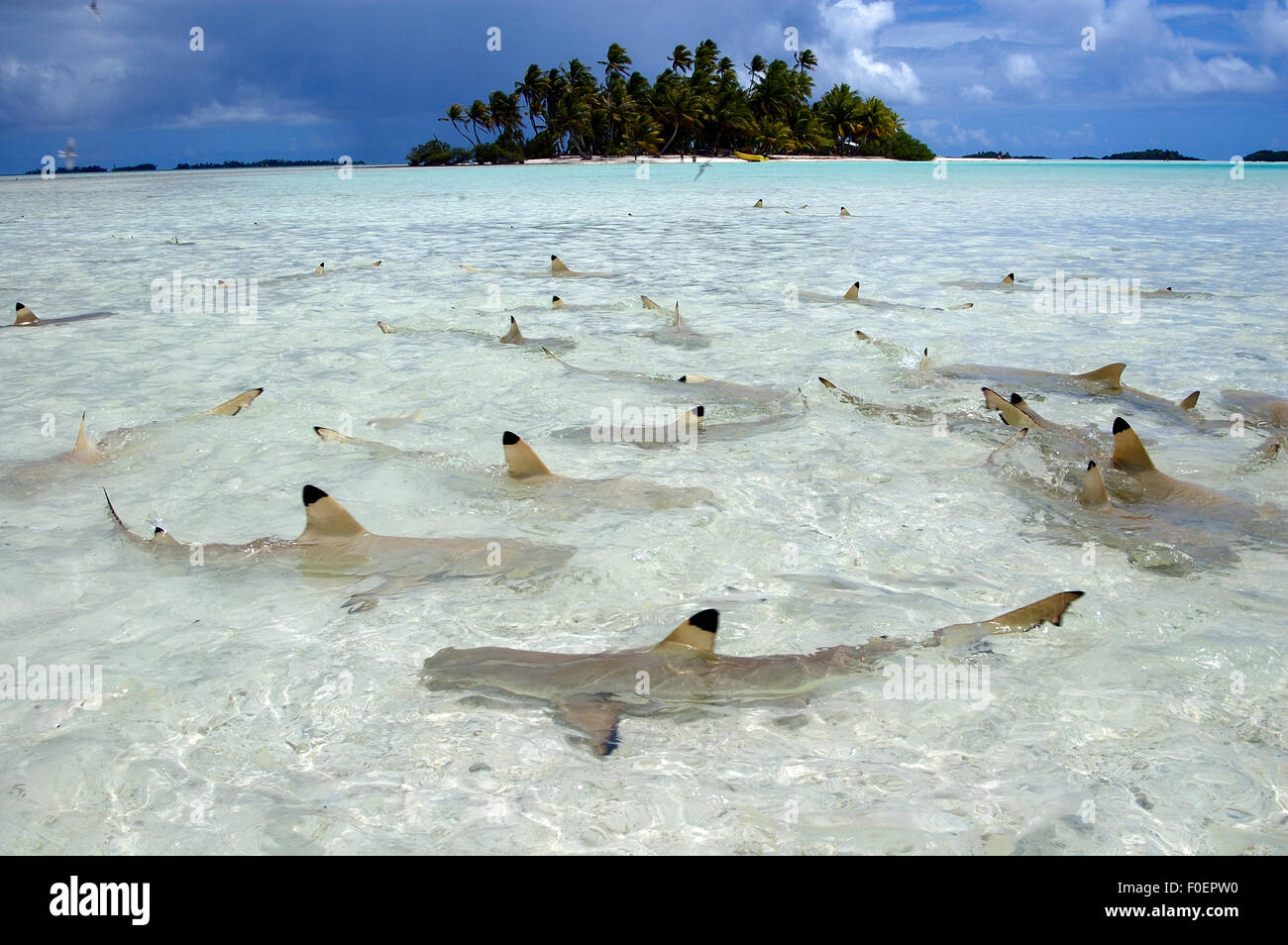 BLACKTIP REEF SHARK SWIMMING IN SHALLOW WATER AT THE BEACH Stock Photo