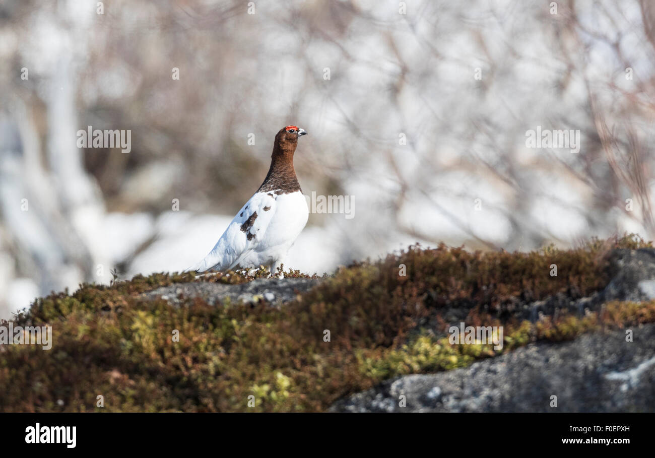 Willow grouse, Lagopus lagopus, sitting on a mossy rock in summer costume, Stora sjöfallets national park, Gällivare, Swedish L Stock Photo