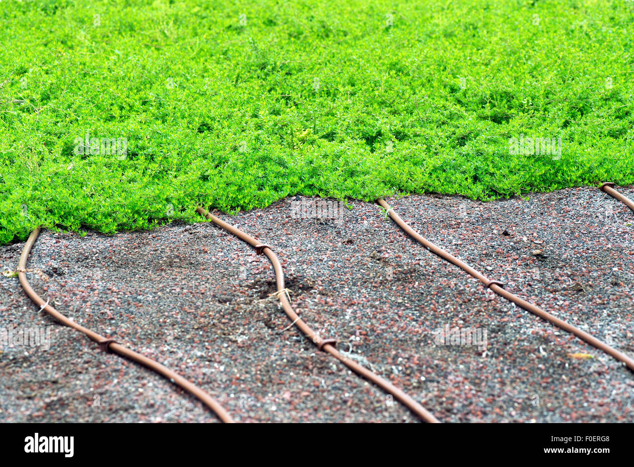 Irrigation pipes on a lawn Stock Photo Alamy