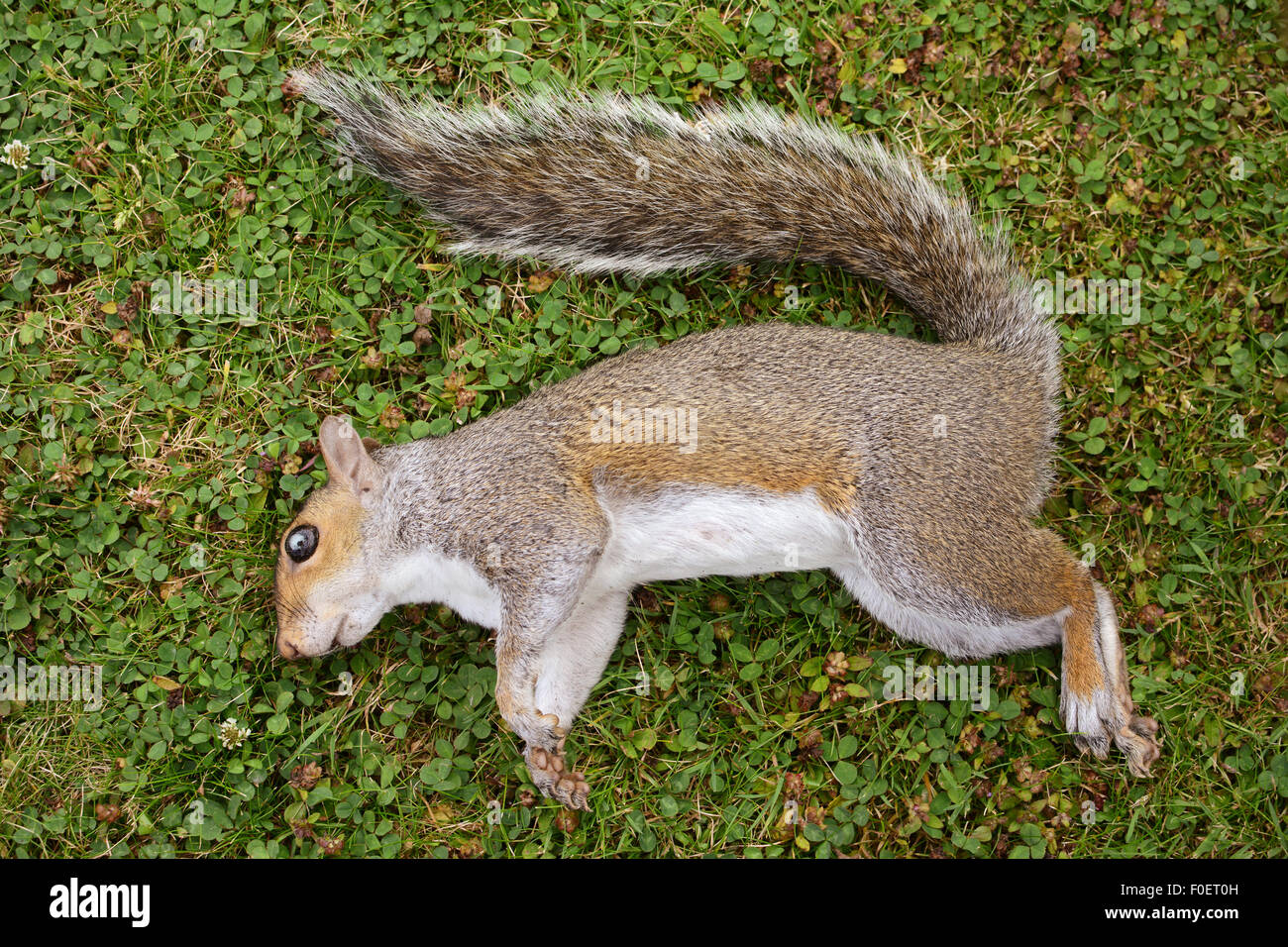 Dead female squirrel with a damaged eye, lying on green grass Stock Photo Alamy