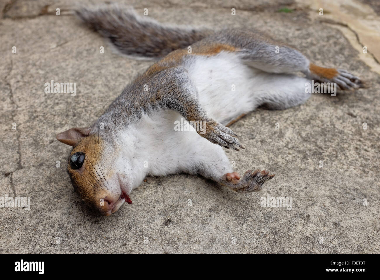 Close-up of a dead squirrel, hit by a car, lying on concrete with a small bloody injury Stock Photo