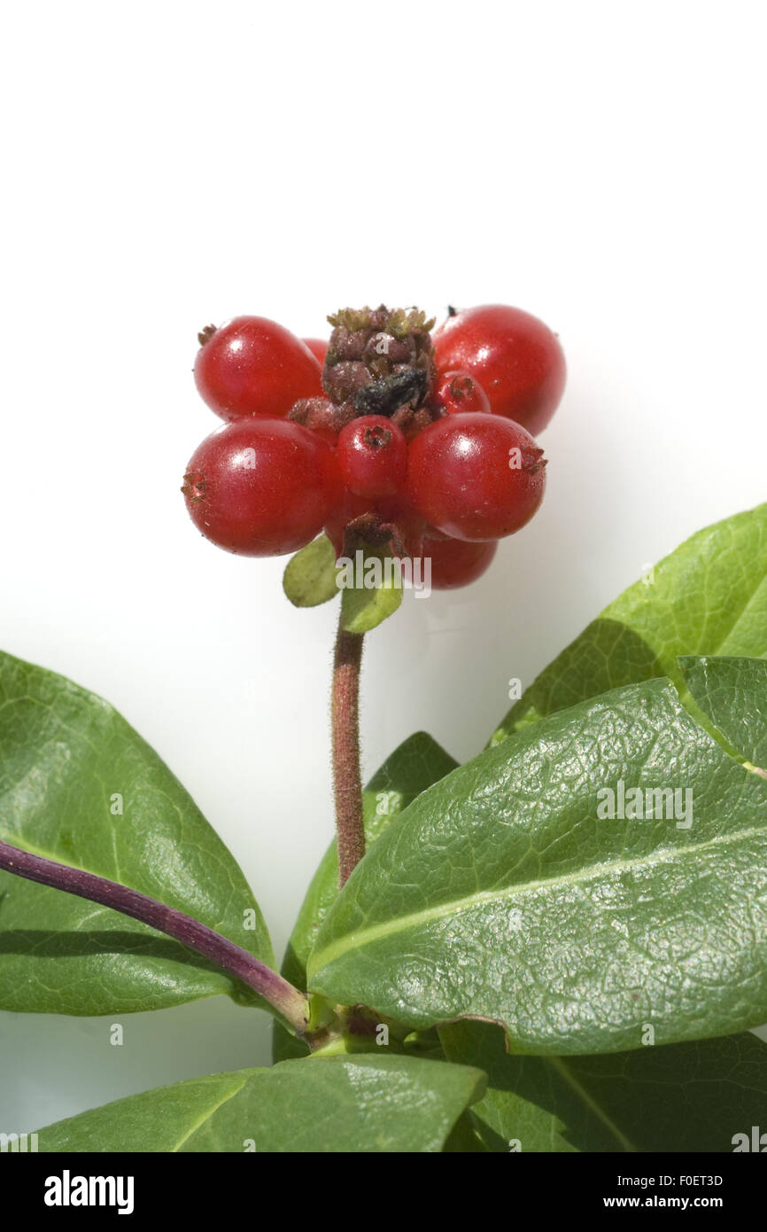 liquid food plant Fuliage | Organic Liquid Plant Food main image 1