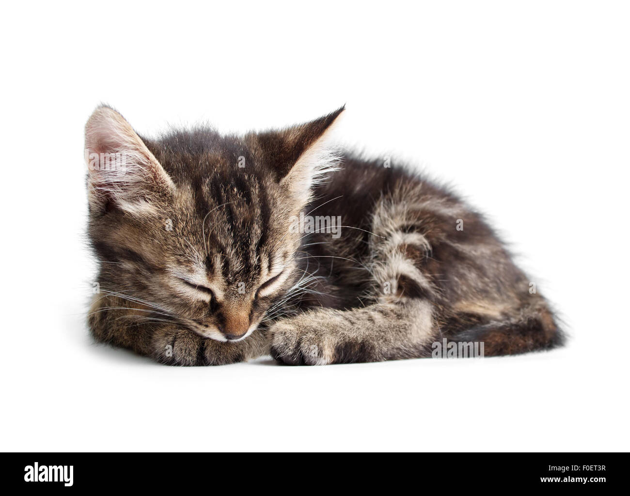 Little kitten sleeping isolated on white background Stock Photo