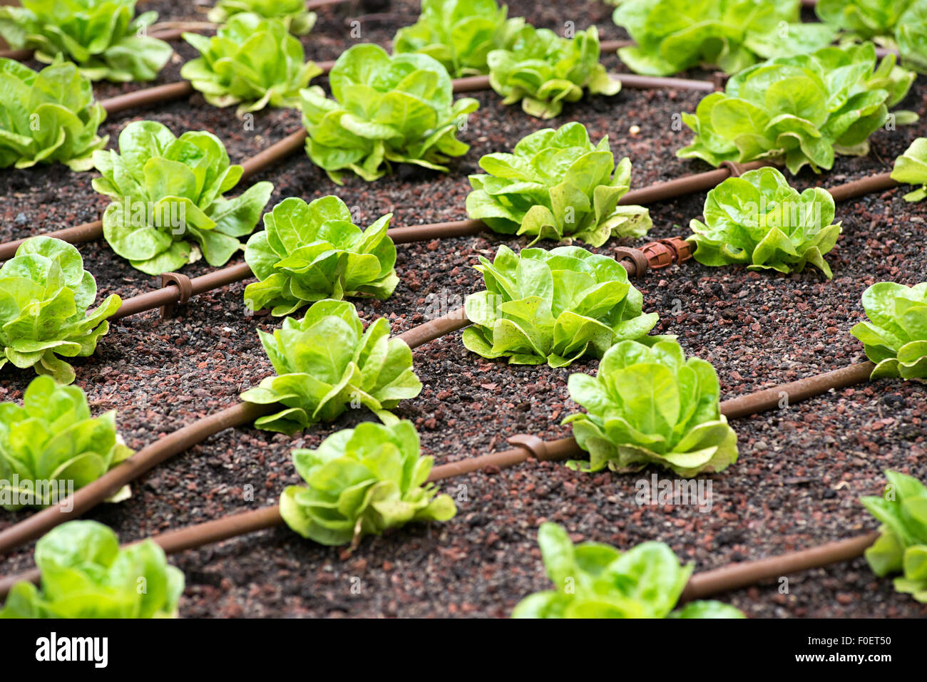 Salad plantation of fresh young green lettuce Stock Photo