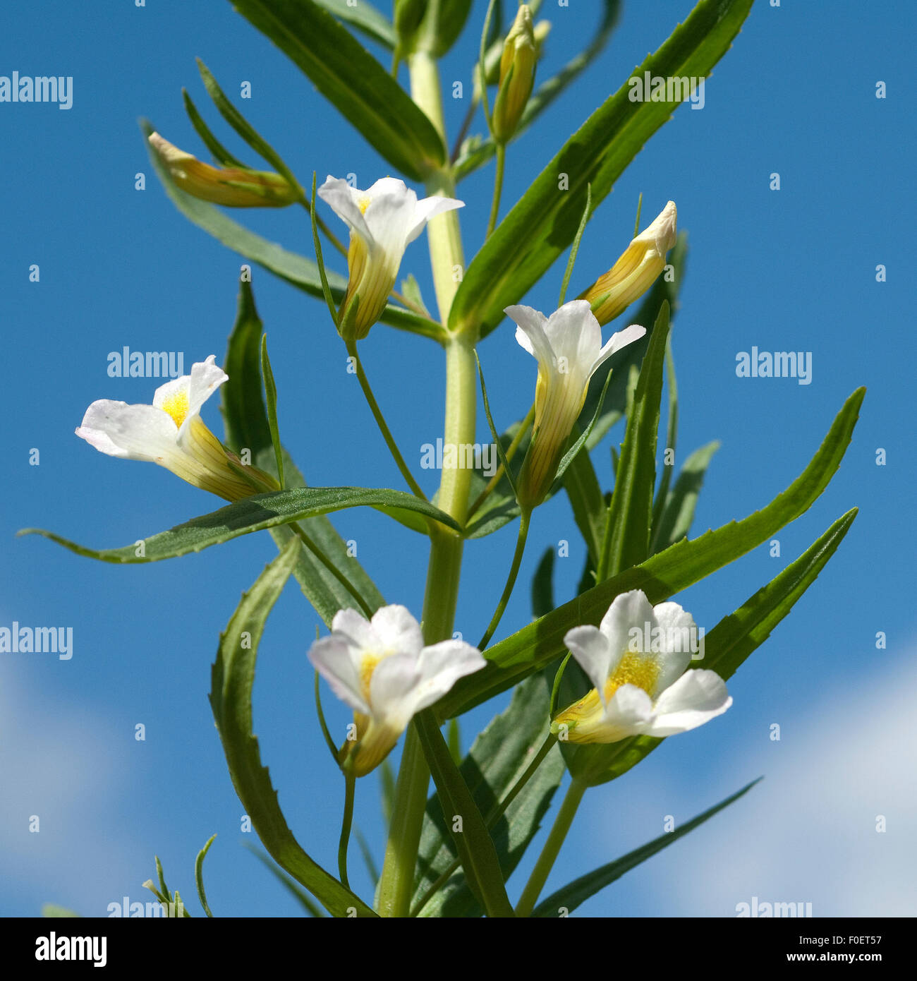 Gnadenkraut; Gottes; Gottes-Gnadenkraut; Gratiola, Officinalis; Stock Photo