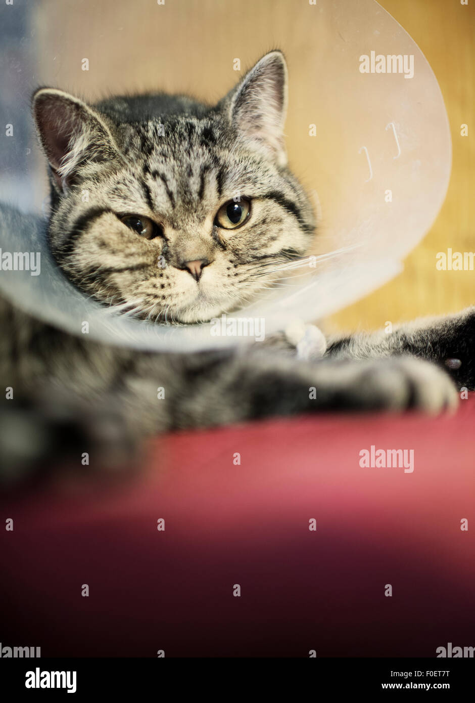 Close up of cat wearing a plastic protective collar around the neck. The protection will prevent the animal from reaching part of the body with recent surgery. Stock Photo