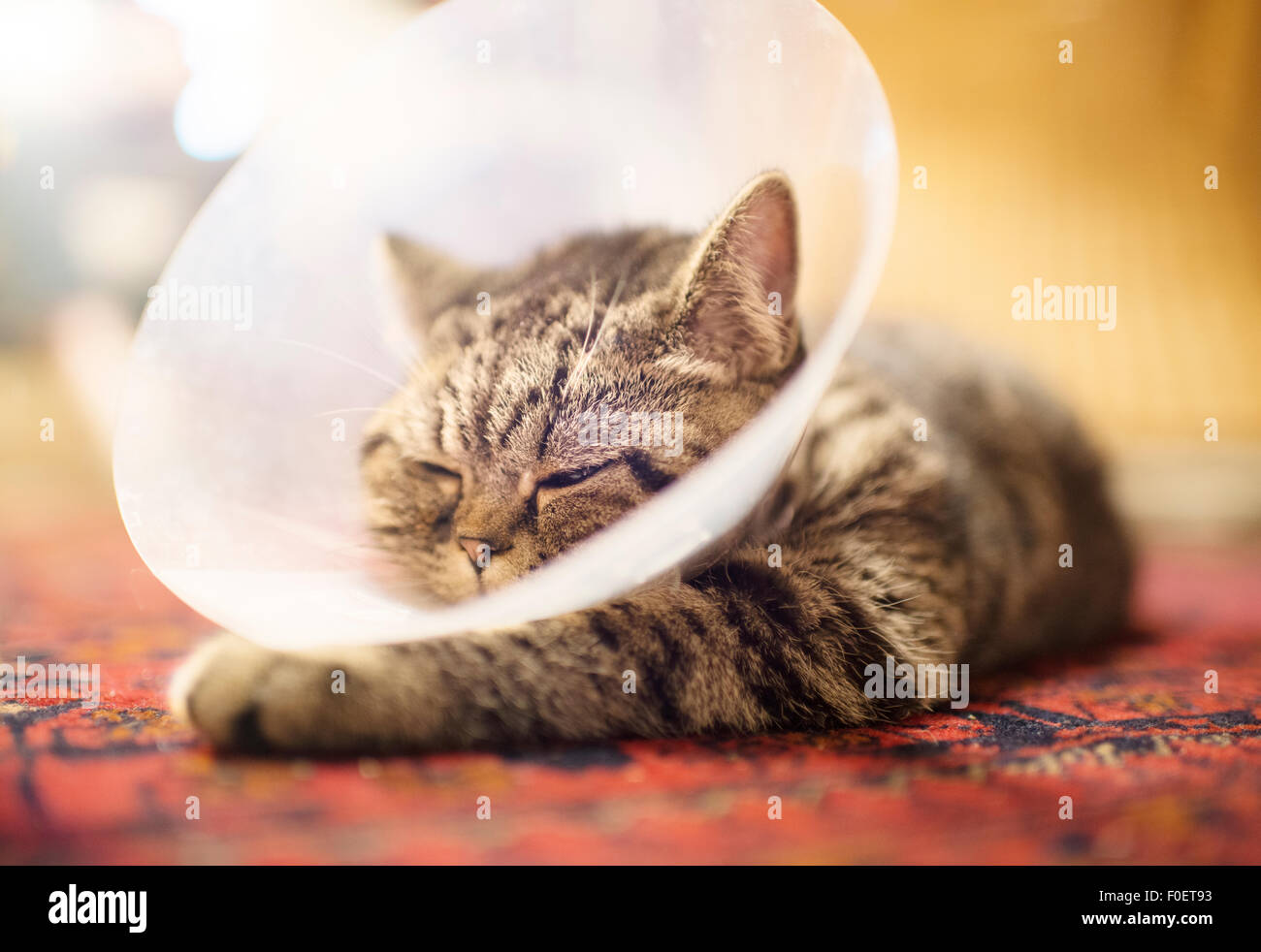 Close up of cat wearing a plastic protective collar around the neck. The protection will prevent the animal from reaching part of the body with recent surgery. Stock Photo