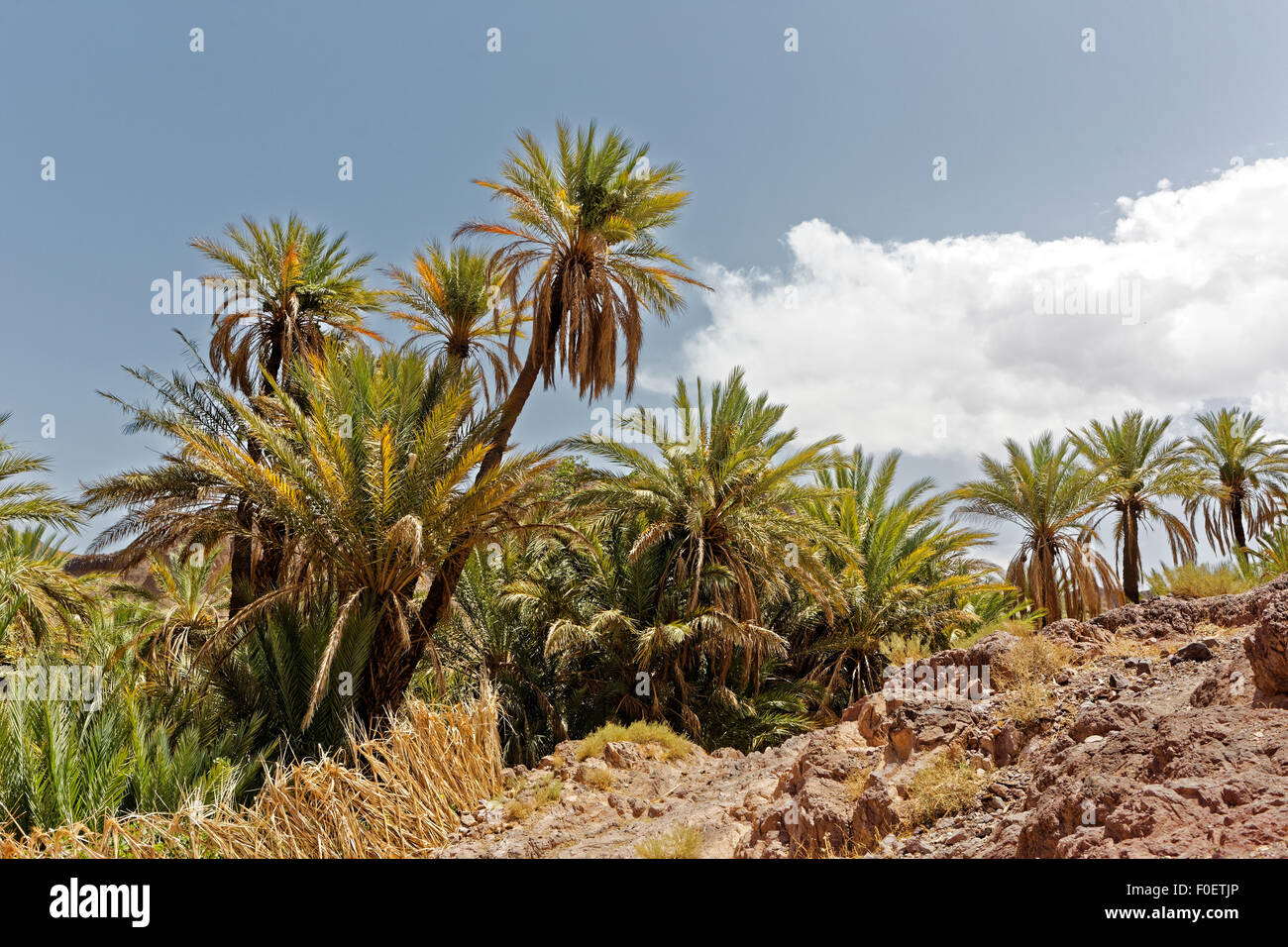 After passing through the Atlas mountains Palm trees,small creek