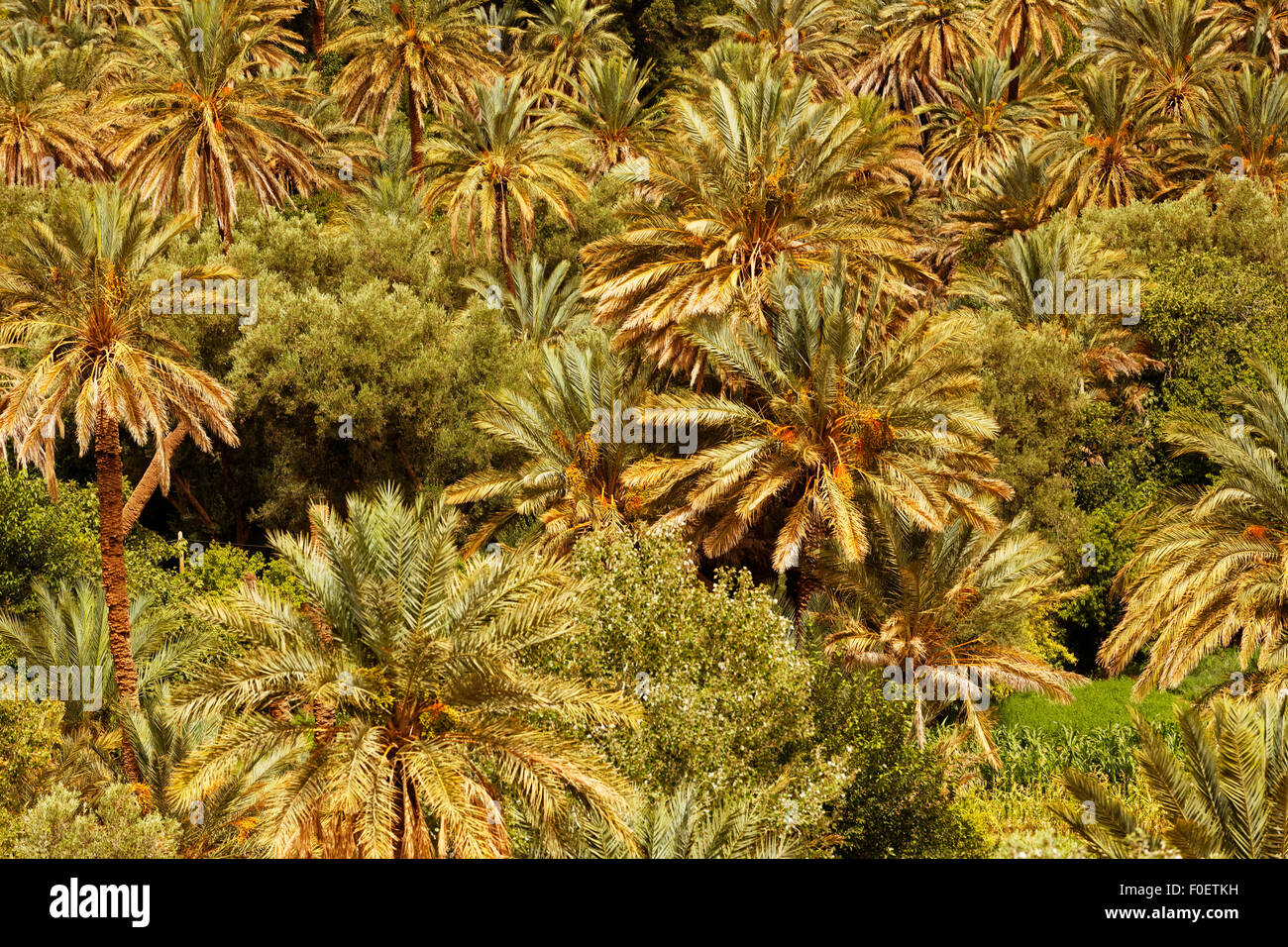 After passing through the Atlas mountains Palm trees,small creek