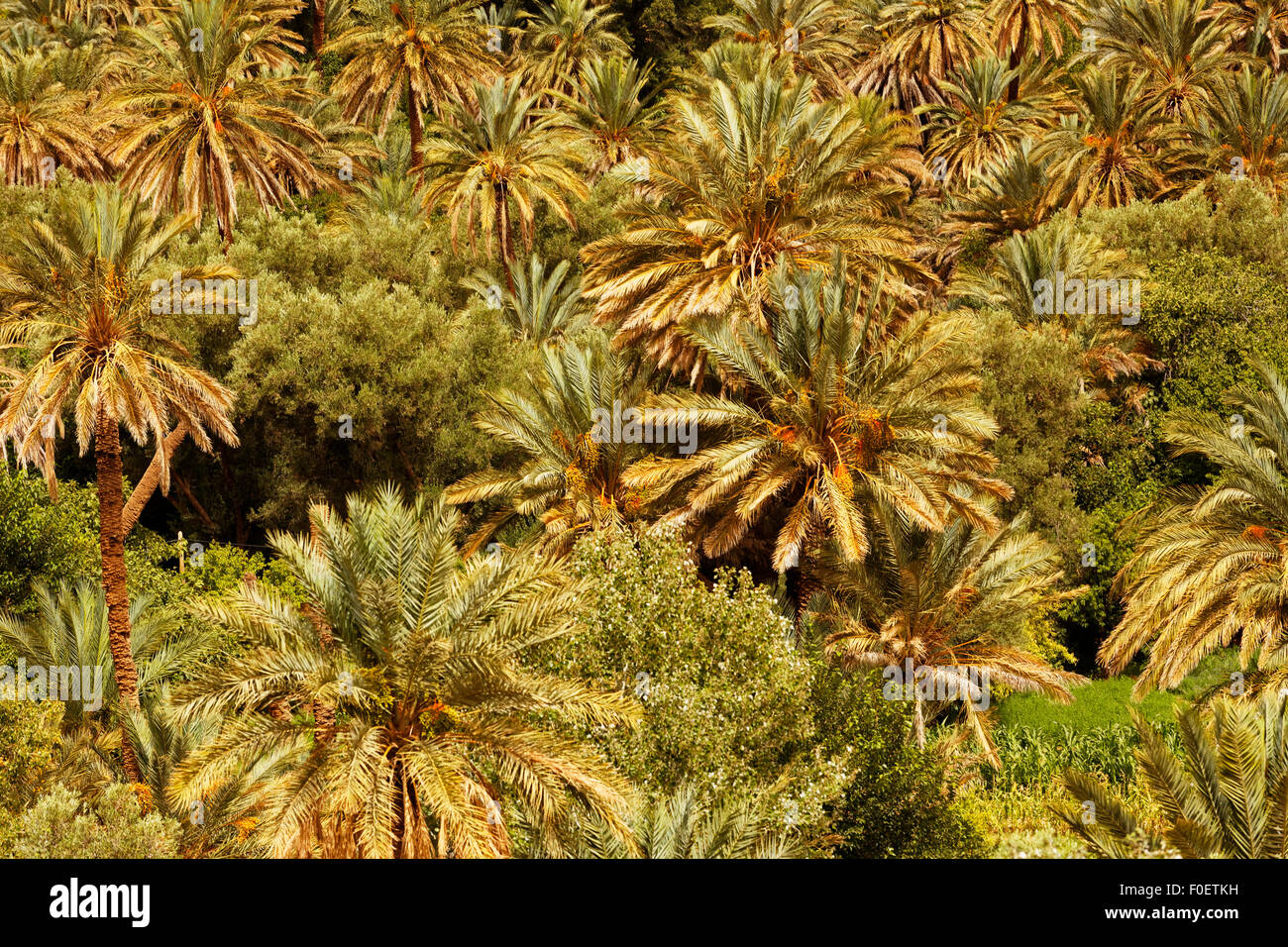 After passing through the Atlas mountains Palm trees,small creek surrounded with rock hills welcomes people in Fint Oasis Stock Photo