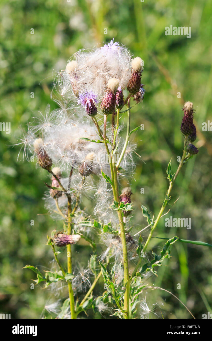 Thick thistledown ready for seed dispersal by the wind Stock Photo