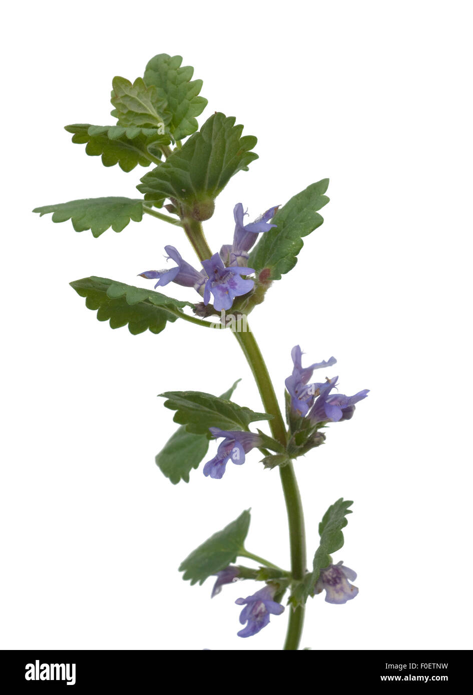 Gundelrebe, Glechoma hederacea, essbare Blumen, Heilpflanzen, Stock Photo