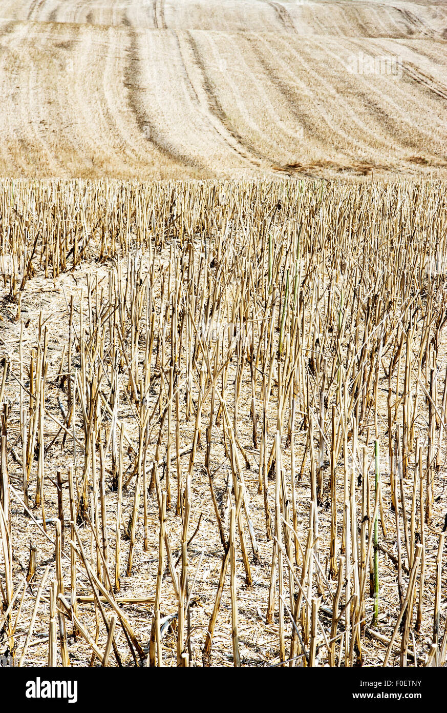 straw stubble after harvesting on farm field Stock Photo - Alamy