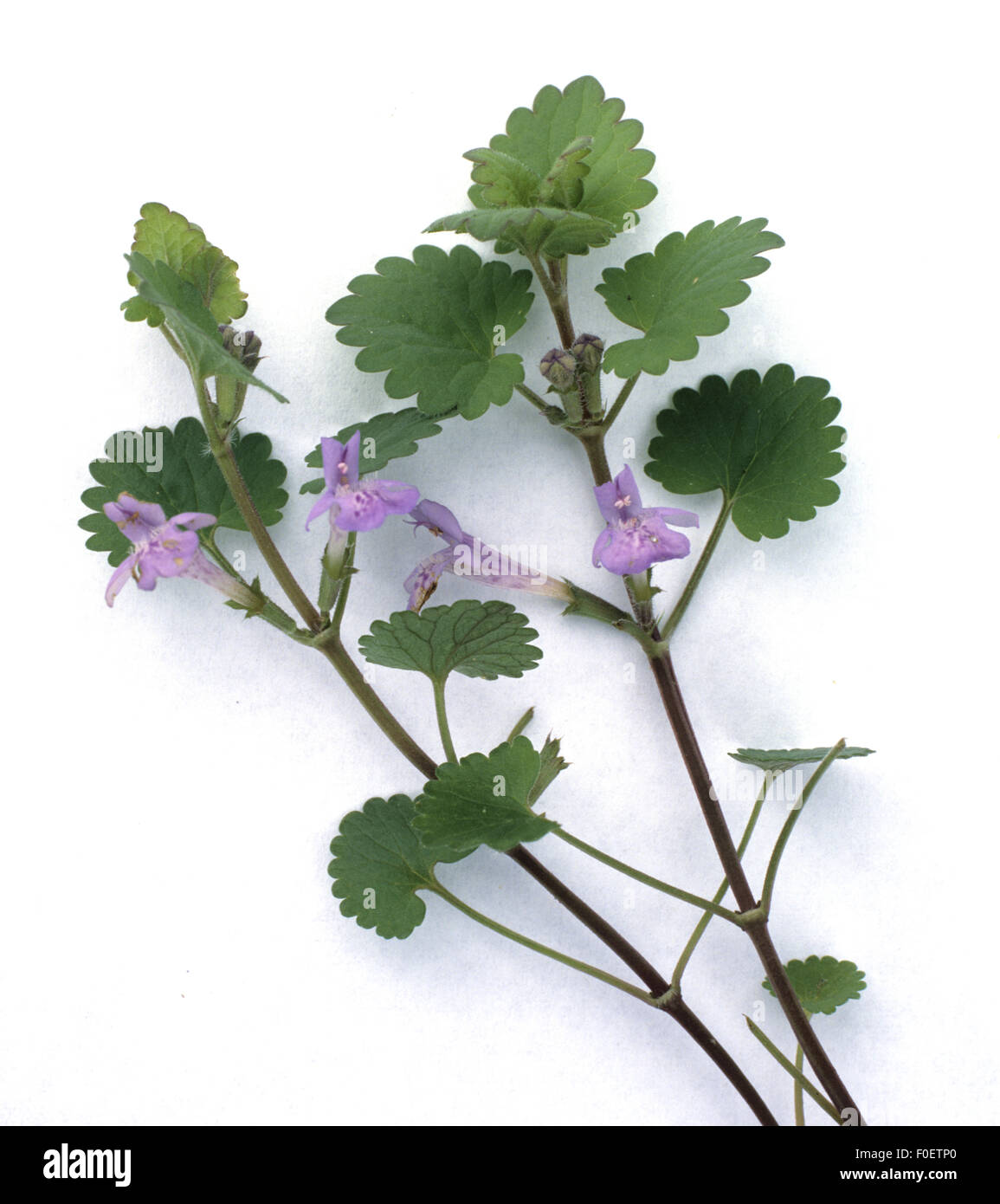 Gundelrebe, Glechoma hederacea, essbare Blumen, Heilpflanzen, Stock Photo