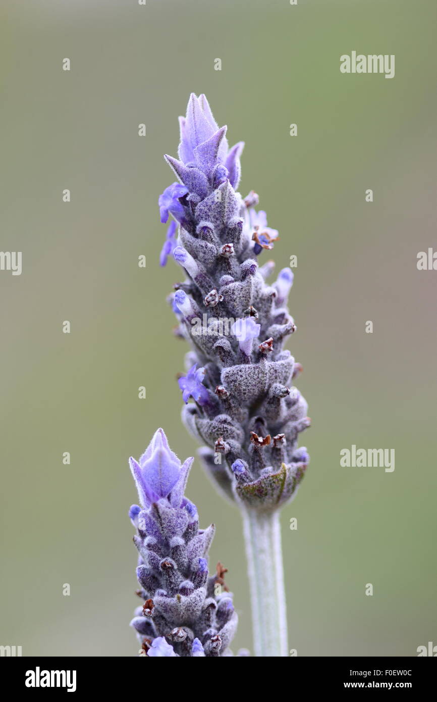Close up shot of French Lavender  (Lavandula dentata) Stock Photo