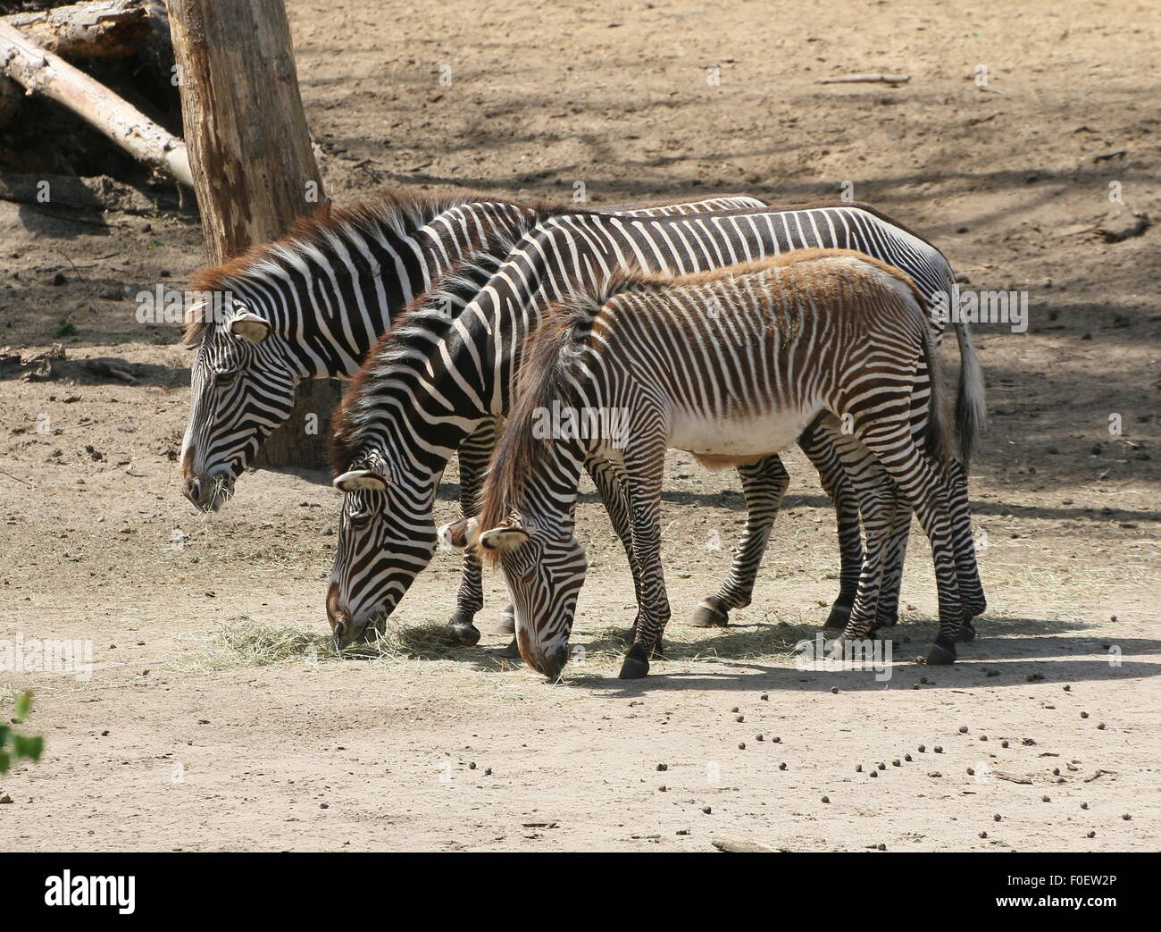 Group of three East African Grévy's zebras or Imperial zebras (Equus grevyi) feeding together Stock Photo