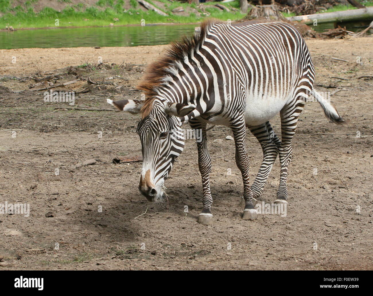 East African Grévy's zebra or Imperial zebra (Equus grevyi) Stock Photo
