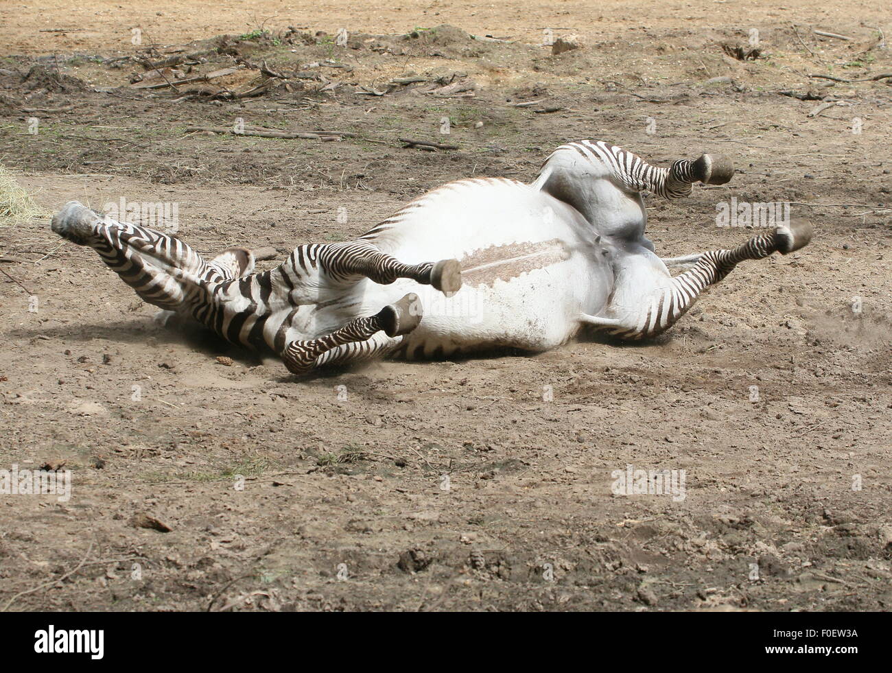 Mature female East African Grévy's zebra or Imperial zebra (Equus grevyi) lying on ground, rolling on her back, taking mud bath Stock Photo