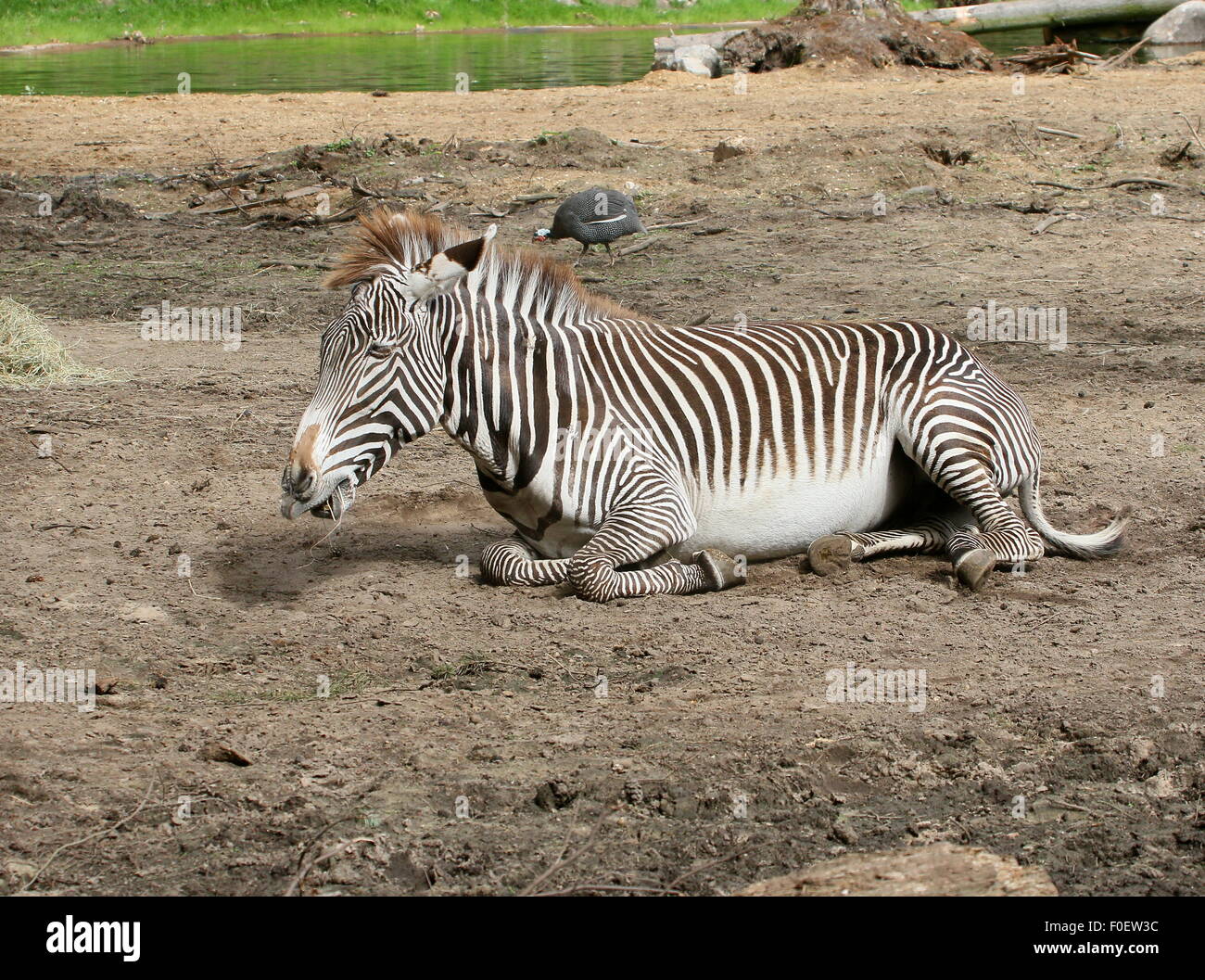 Mature male East African Grévy's zebra or Imperial zebra (Equus grevyi) lying on the ground, resting Stock Photo