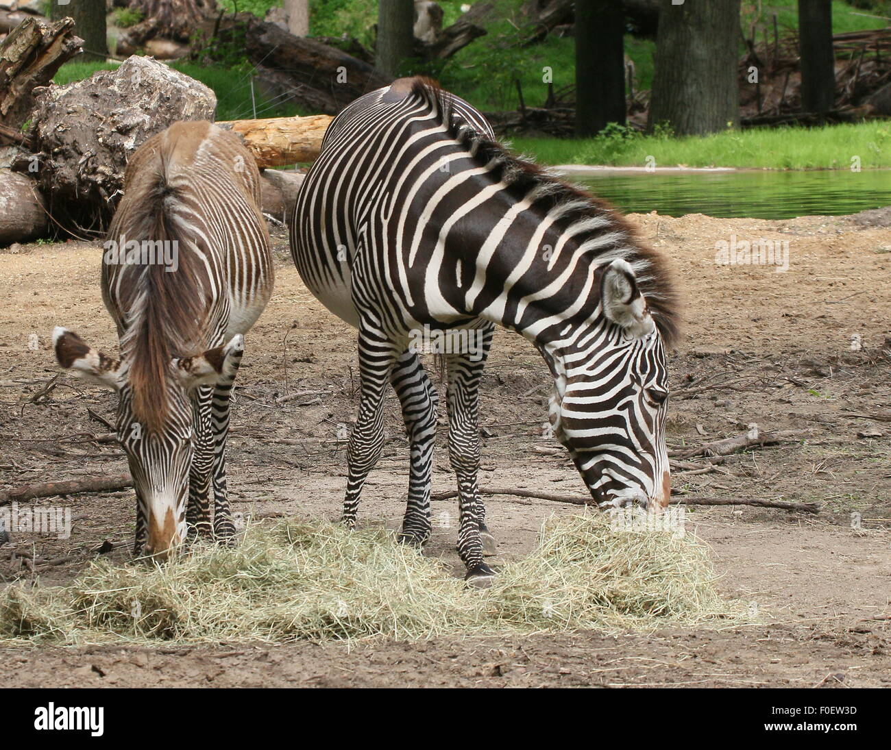 Young East African Grévy's zebra or Imperial zebra foal (Equus grevyi) with his mother at Dierenpark Amersfoort Zoo, Netherlands Stock Photo