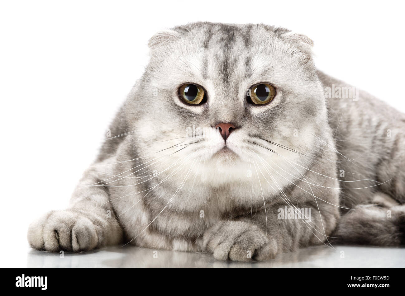 Scottish Fold Adulto