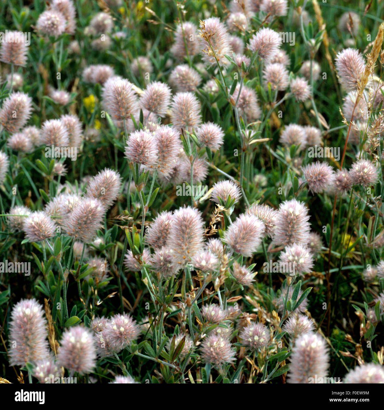 Hasen-Klee, Trifolium arvense, Maeuseklee, Hasenklee, Stock Photo