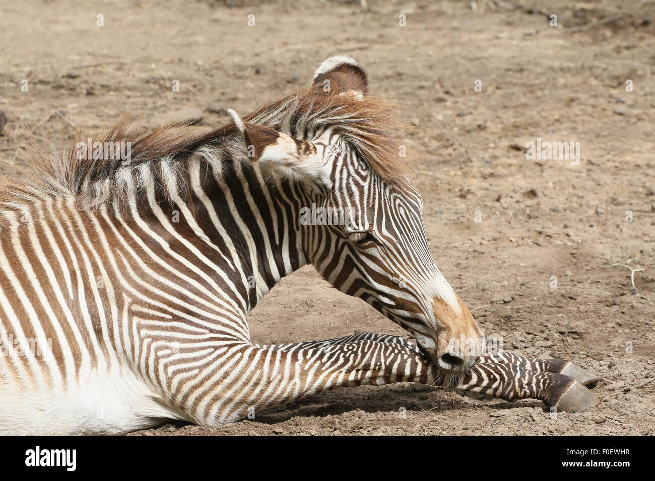 East African Grévy's zebra or Imperial zebra (Equus grevyi) foal, resting on the ground Stock Photo