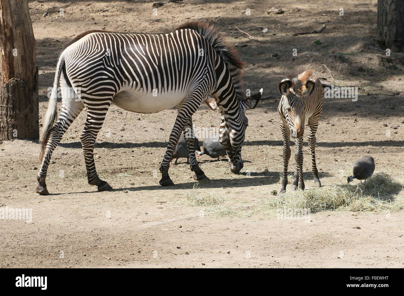 Young East African Grévy's zebra or Imperial zebra foal (Equus grevyi) with his mother Stock Photo