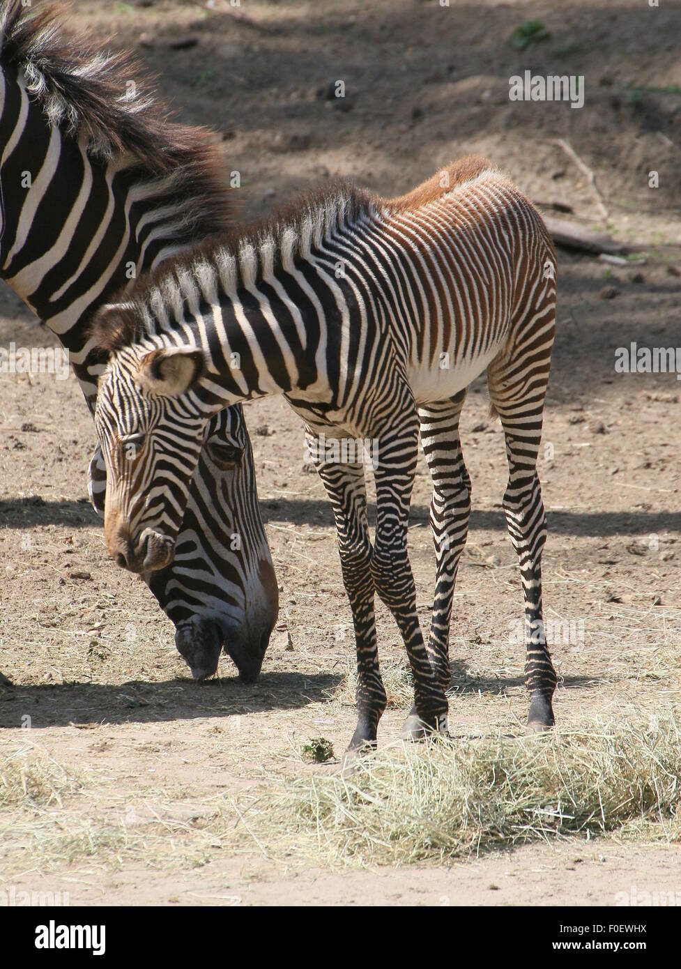 Young East African Grévy's zebra or Imperial zebra foal (Equus grevyi) with his mother Stock Photo