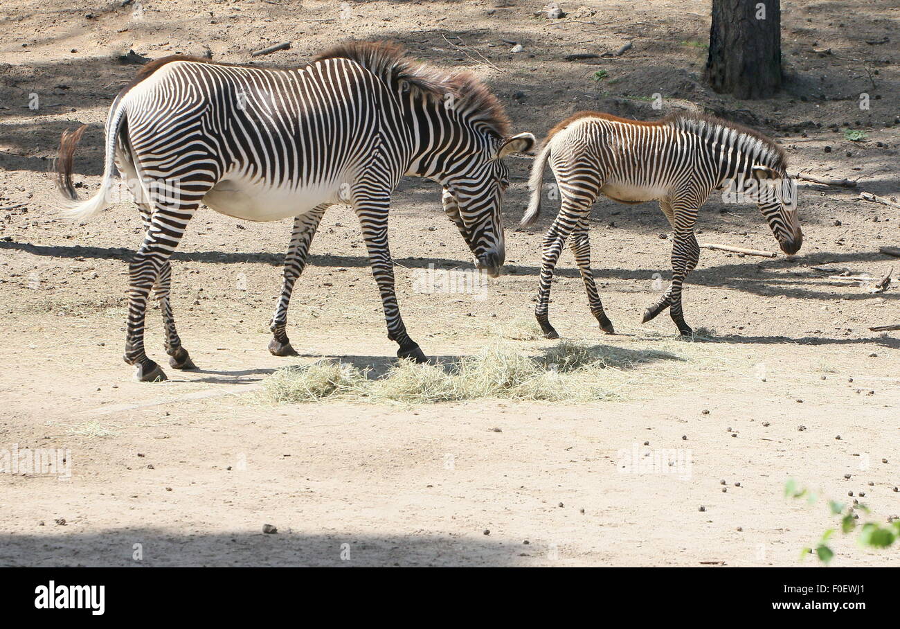 East African Grévy's zebra or Imperial zebra (Equus grevyi), a mother and her young  foal Stock Photo