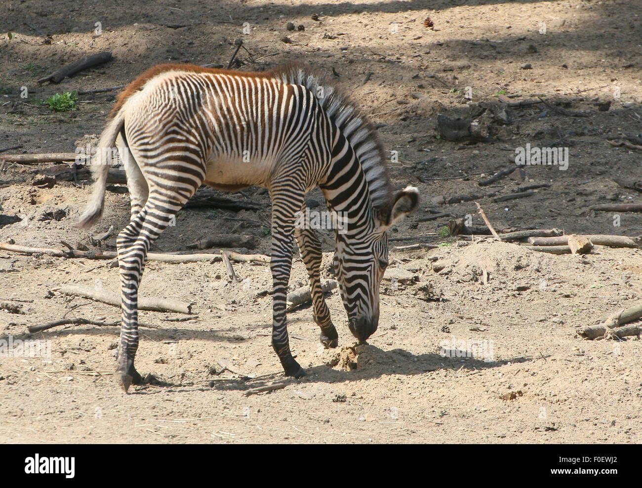 Young East African Grévy's zebra or Imperial zebra foal (Equus grevyi) grazing Stock Photo