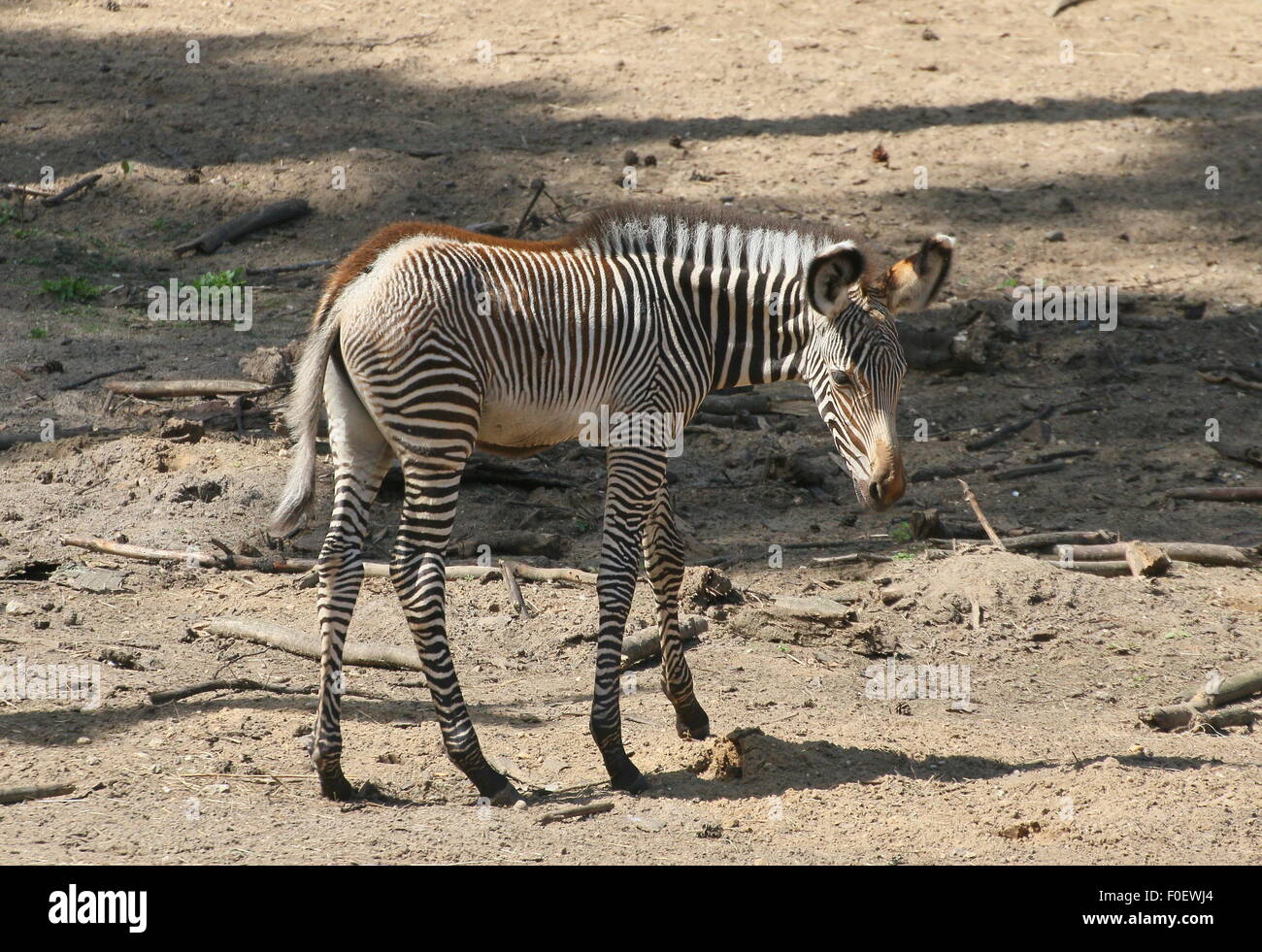 Young East African Grévy's zebra or Imperial zebra foal (Equus grevyi) Stock Photo