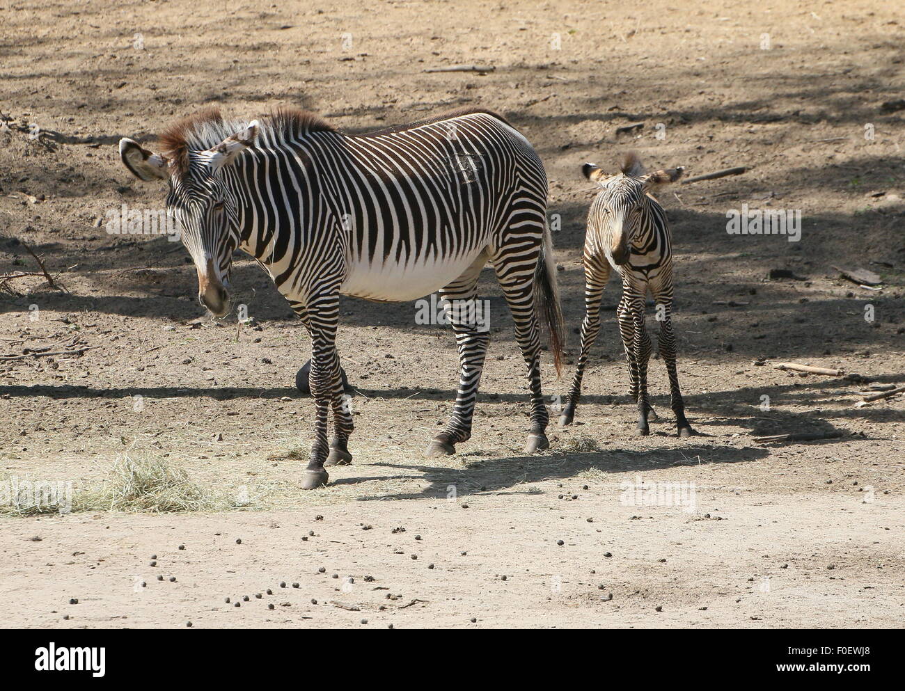 East African Grévy's zebra or Imperial zebra (Equus grevyi), a mother with her young foal Stock Photo