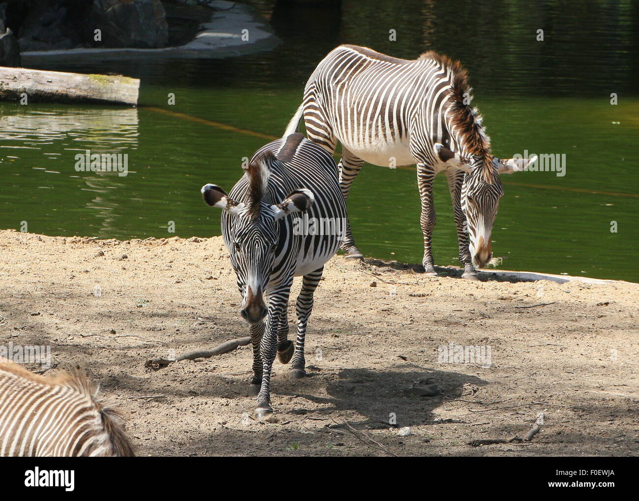 East African Grévy's zebra or Imperial zebras (Equus grevyi) at Dierenpark Amersfoort Zoo, The Netherlands Stock Photo