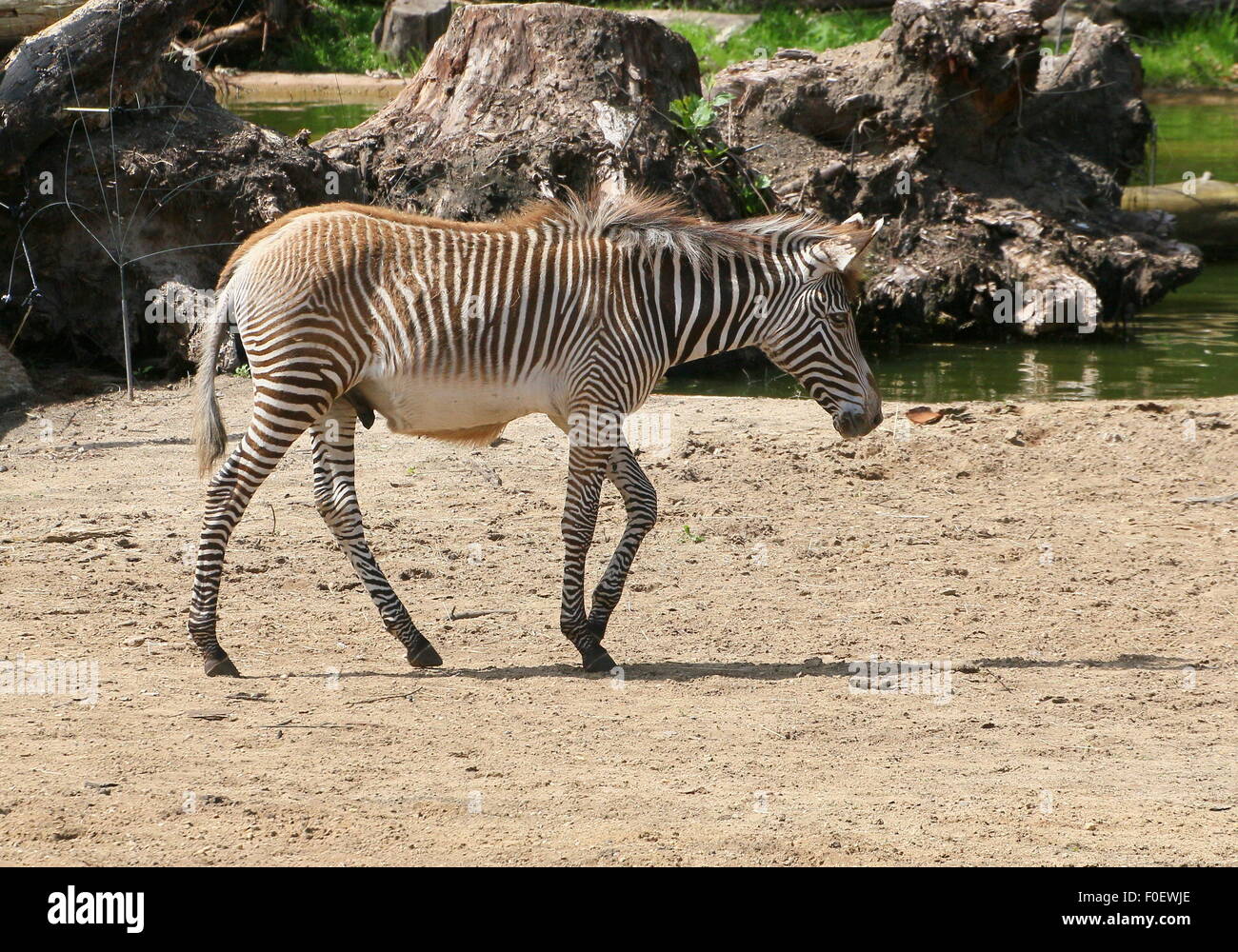 East African Grévy's zebra or Imperial zebra (Equus grevyi) walking past Stock Photo