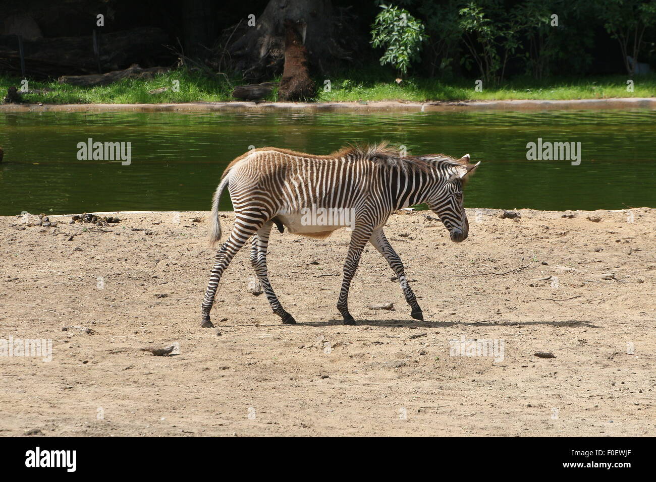 East African Grévy's zebra or Imperial zebra (Equus grevyi) at Dierenpark Amersfoort Zoo, The Netherlands Stock Photo
