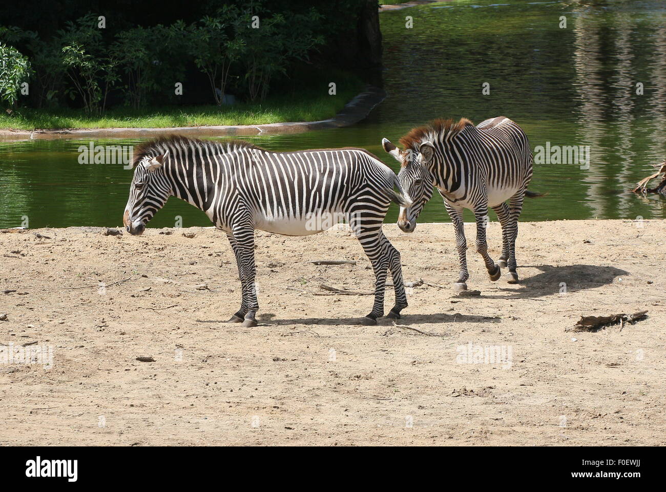 Pair of East African Grévy's zebras or Imperial zebras (Equus grevyi) Stock Photo