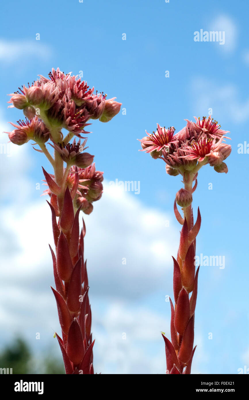 Sempervivum Tectorum – Hauswurz (Dachwurz) Im 0,5-Liter-Topf, Hellrot Blühend