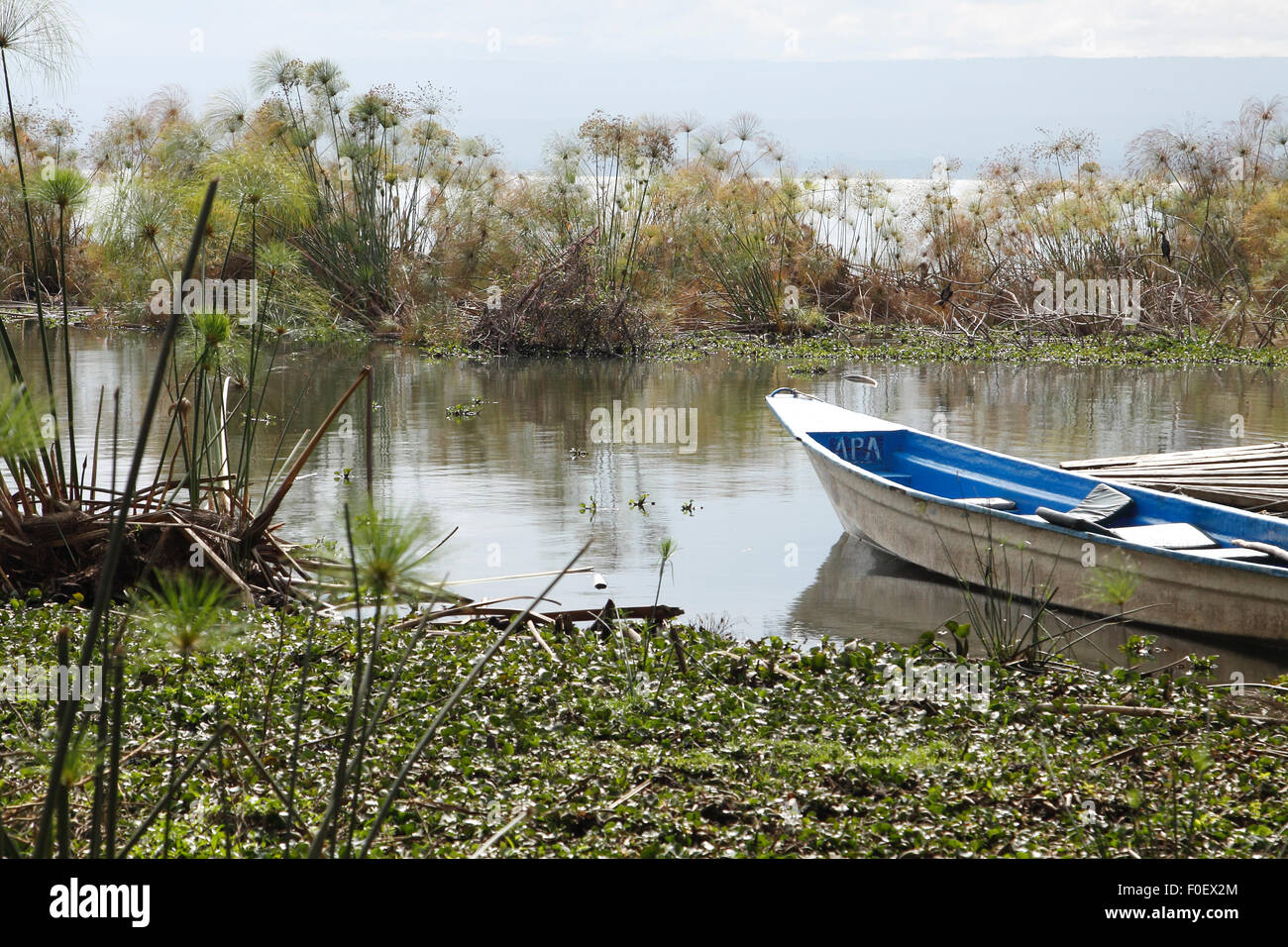 Small boat moored on shore of Lake Naivasha, Kenya surrounded by papyrus plants Stock Photo