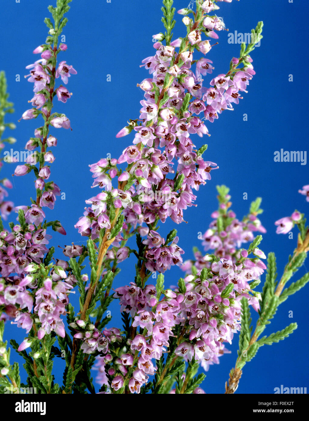 Heidekraut, Calluna vulgaris, Stock Photo